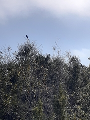 Aphelocoma coerulescens