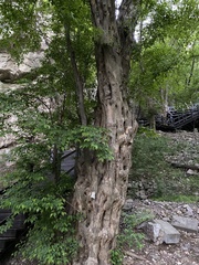 Pteroceltis tatarinowii