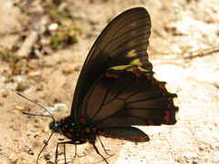 Battus polydamas polydamas