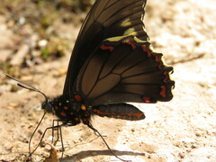 Battus polydamas polydamas