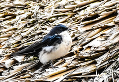Pygochelidon cyanoleuca