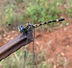 Paragomphus magnus