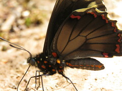 Battus polydamas polydamas