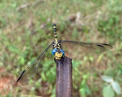 Paragomphus magnus