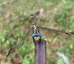 Paragomphus magnus