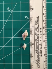 Eupleura sulcidentata