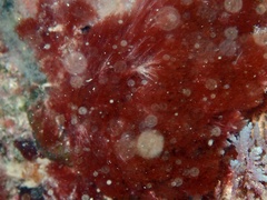 Rhodophyta