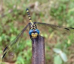 Paragomphus magnus