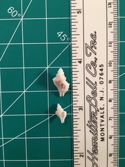 Eupleura sulcidentata