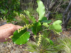 Homalium deplanchei