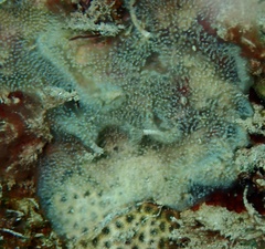 Ascidiacea