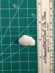Fugleria tenera