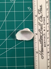 Fugleria tenera
