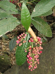 Ardisia compressa