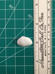 Fugleria tenera