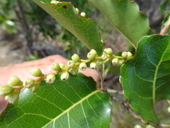 Homalium deplanchei