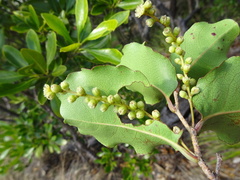 Homalium deplanchei