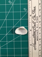 Fugleria tenera