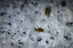 Psammoecus triguttatus