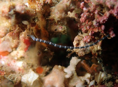 Proceraea