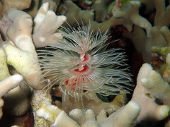 Protula bispiralis