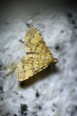 Lamprosema