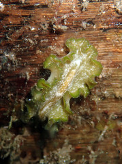 Pseudobiceros kryptos