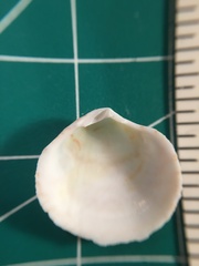 Semele proficua