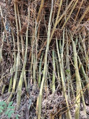 Bambusa stenostachya