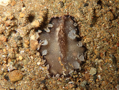 Pseudobiceros murinus