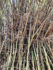 Bambusa stenostachya