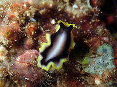 Pseudoceros jebborum