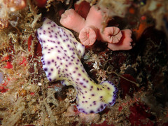Pseudoceros laingensis