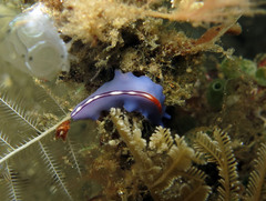Pseudoceros liparus