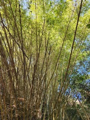 Bambusa stenostachya