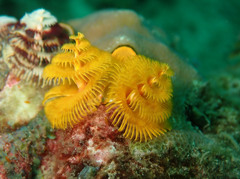 Spirobranchus corniculatus