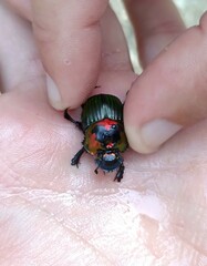 Phanaeus splendidulus