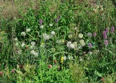 Clematis integrifolia
