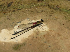Hetaerina cruentata