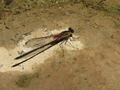 Hetaerina cruentata