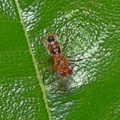 Micrathena picta