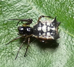 Micrathena picta
