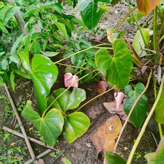 Anthurium andraeanum
