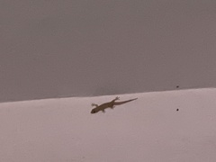 Hemidactylus frenatus