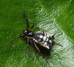Micrathena picta