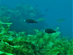 Anampses geographicus