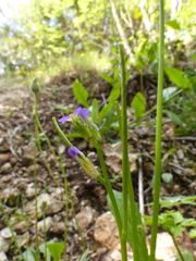 Arabis verna