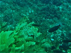 Stethojulis bandanensis