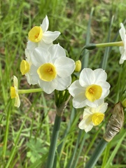 Narcissus jonquilla