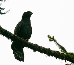 Spizaetus tyrannus